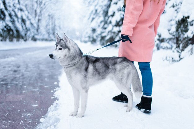 Female person walks in the park with siberian husky