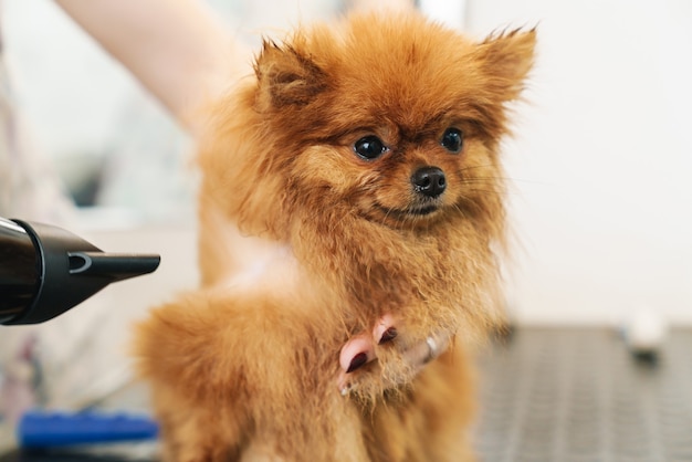 female pet hairdresser grooming small pomeranian spitz in dog salon using professional equipment