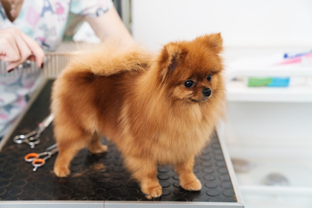 female pet hairdresser grooming small pomeranian spitz in dog salon using professional equipment