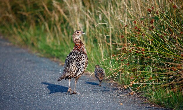 Female pheasant and chick at the side of the road