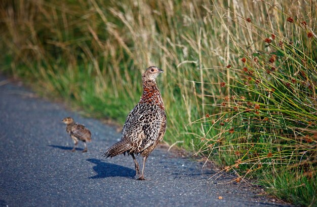 Female pheasant and chick at the side of the road