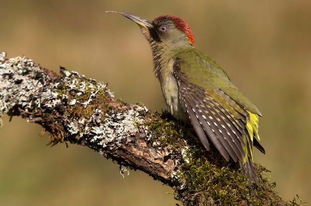 Picus viridis의 여성. 딱따구리