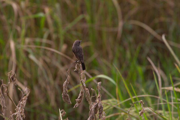 雌のツキノワグマ（Saxicola caprata）
