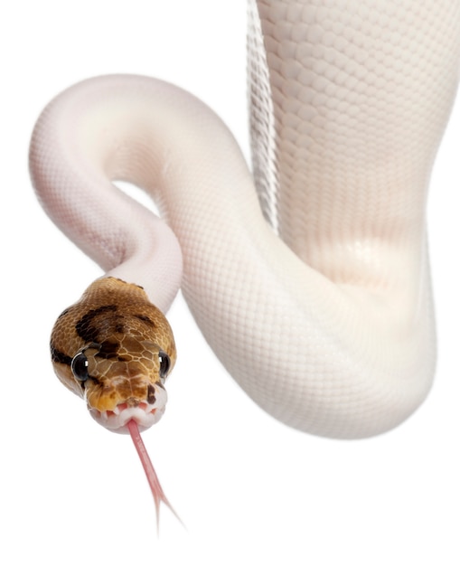 Ragno pied femminile python reale, pitone palla - python regius pied