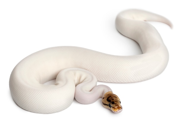 female pied spider royal python, ball python - python regius  pied