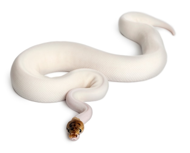 female pied spider royal python, ball python - python regius  pied