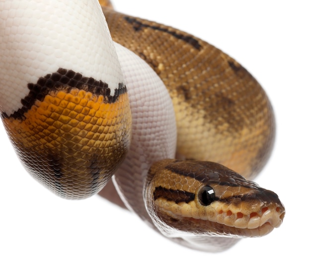 Female Pinstripe Pied Royal python, ball python - Python regius, Pinstripe