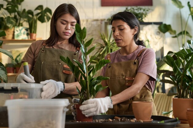 사진 식물 상점 의 여성 직원 들 이 함께 녹지 이식 을 하고 있다