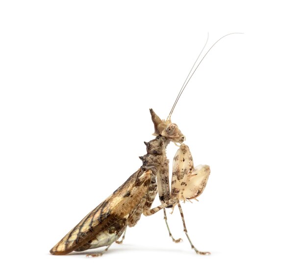 Female praying mantis, Ceratomantis saussurii, isolated on white