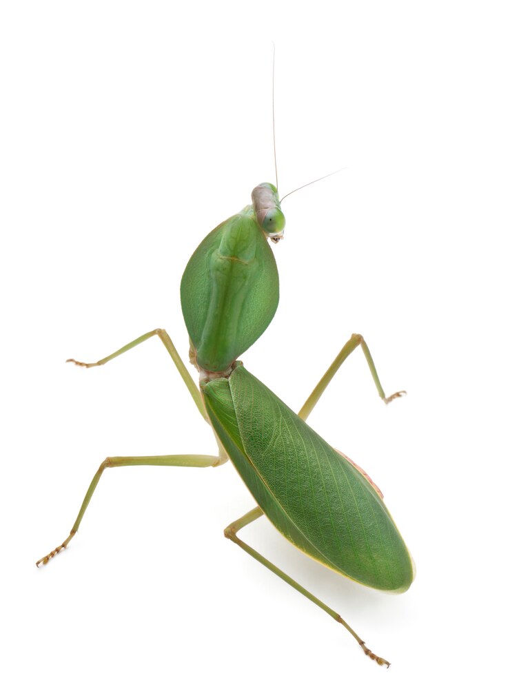 Фотография женский богомол, rhombodera basalis, на белом фоне