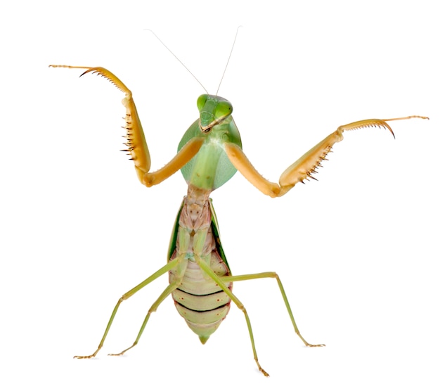 Female Praying Mantis, Rhombodera Basalis, in front of white background