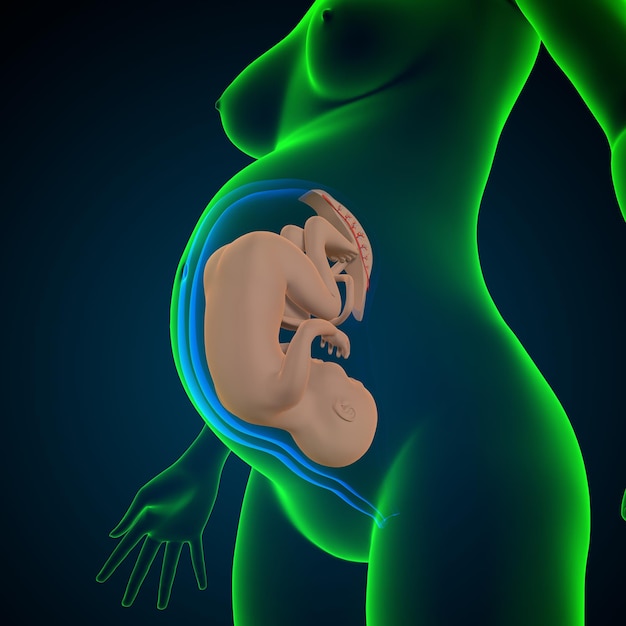 Photo female pregnant anatomy system 3d render