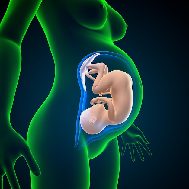 female pregnant anatomy system 3d render