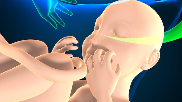 female pregnant anatomy system 3d render