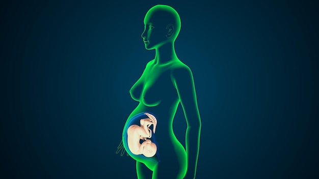 여성 임신 아나토미 시스템 3D 렌더링