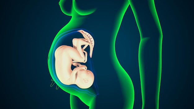 Photo female pregnant anatomy system 3d render