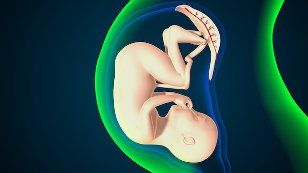 여성 임신 아나토미 시스템 3D 렌더링