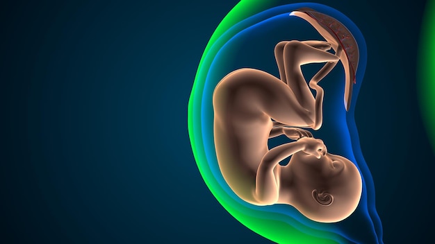 Photo female pregnant anatomy system 3d render