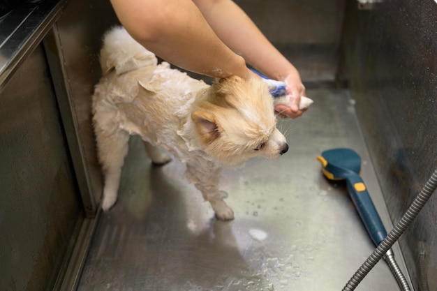 Женский профессиональный грумер купает собаку в салоне по уходу за домашними животными