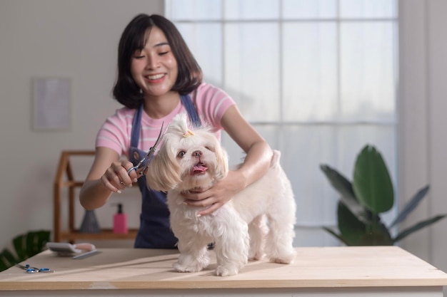 女性のプロのグルーマーがペットスパのグルーミングで犬の毛皮をカットし,カミングしています