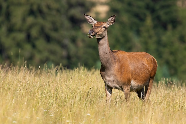 Female red deer chewing grass on meadow in summer nature