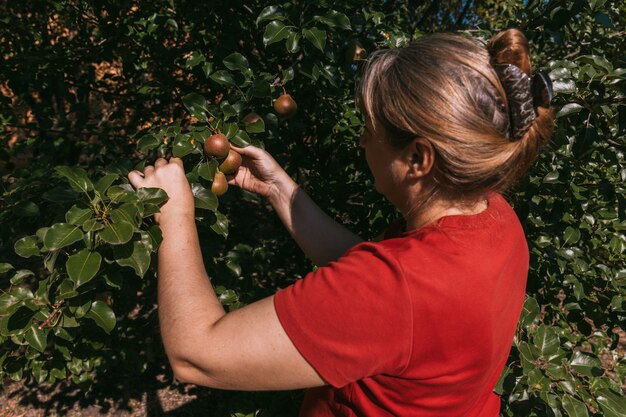 Female in red t shirt picking ripe pear from a tree branch in summer garden