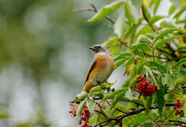 엘더베리 가지에 앉아 있는 암컷 Redstart Phoenicurus phoenicurus