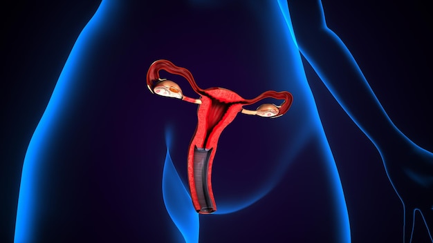 female reproduction system 3d illustration