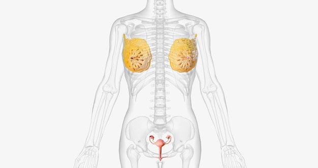 The female reproductive organs are the female genitalia