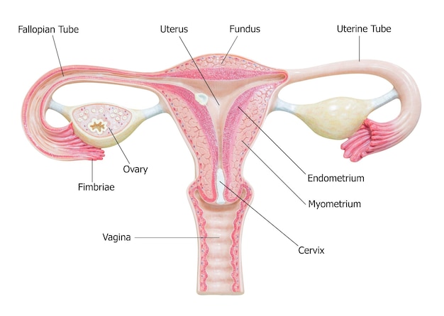 Photo female reproductive system with image diagram