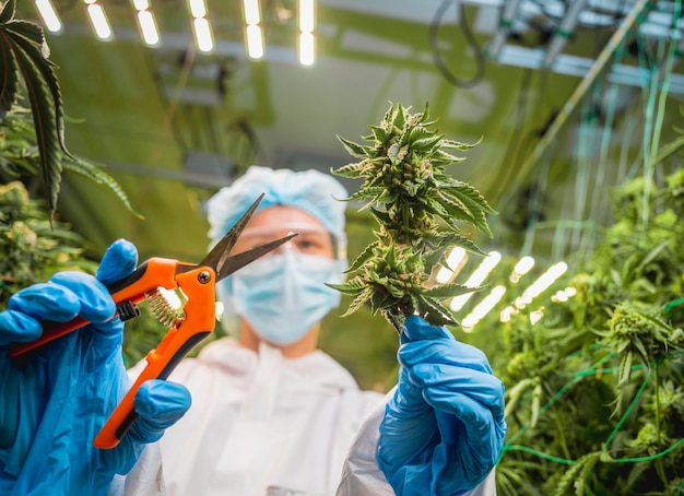 Female researcher cutting cannabis leaves and buds in a greenhouse