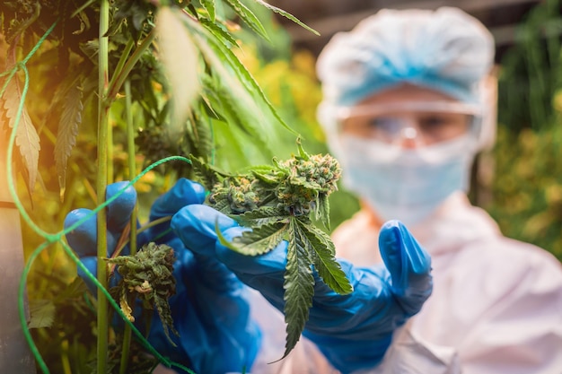 Female researcher examine cannabis leaves and buds in a greenhouse