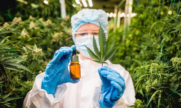 Female researcher examine cannabis oil in a greenhouse