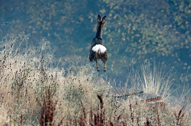 Capriolo femmina nel prato