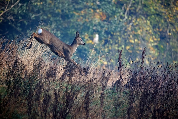 Female roe deer in the meadow