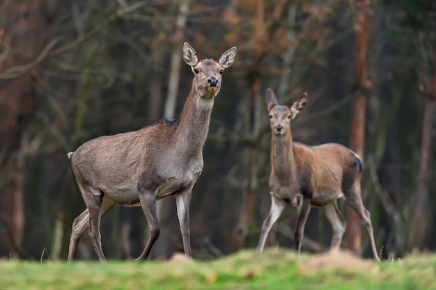 Capriolo femmina in piedi nella foresta di autunno