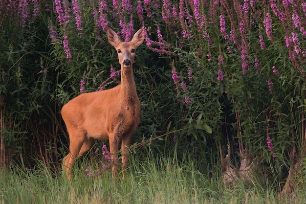 Photo female roe deer standing next to blooming flowers in summer