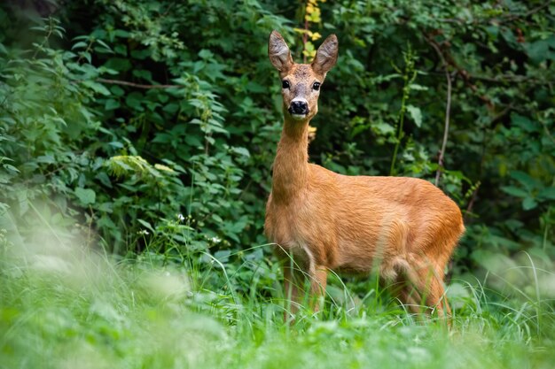 Photo female of roe deer with big ears standing concentrated on the grassy meadow