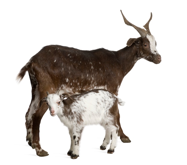 Female Rove goat with kid standing