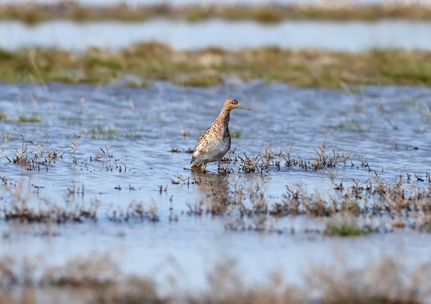 Самка Ошейник (Calidris pugnax) в брачном оперении стоит в воде