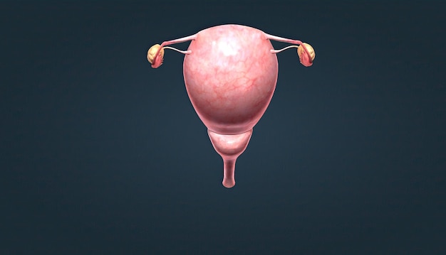 A female's internal reproductive organs