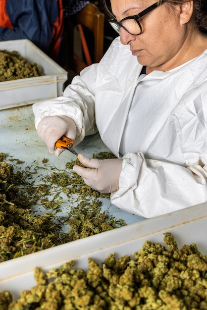 Female's worker in gloves trimming with scissors marijuana leaves from dry buds