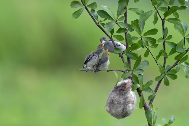 Il picchio fiorito femmina dalla testa scarlatta porta cibo ai loro pulcini