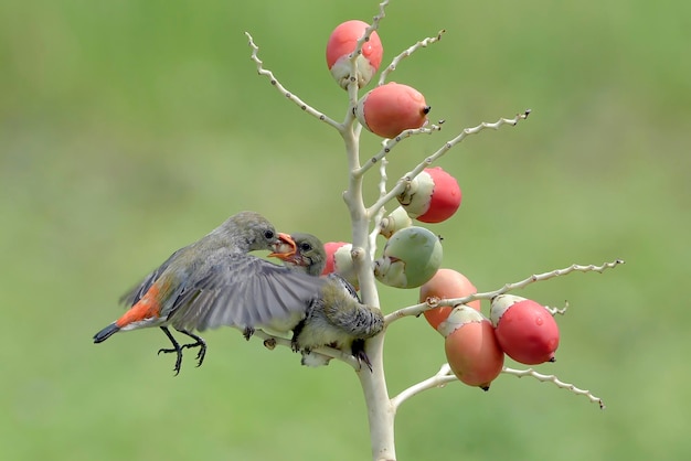 Female scarlet-headed flowerpecker bring food to their chicks