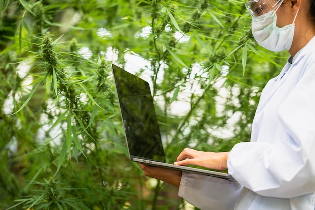 Foto scienziata che controlla e studia le piante di cannabis marijuana medicina a base di erbe alternative