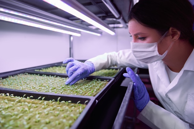 농업 농장 실험실에서 UV 램프 아래에서 자라는 작은 녹색 새싹을 검사하는 보호 마스크와 장갑을 끼고 있는 여성 과학자