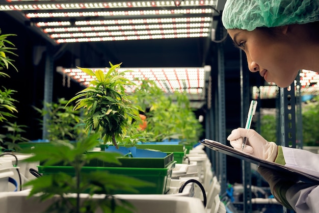 Female scientist research and record data from gratifying cannabis plant in pot