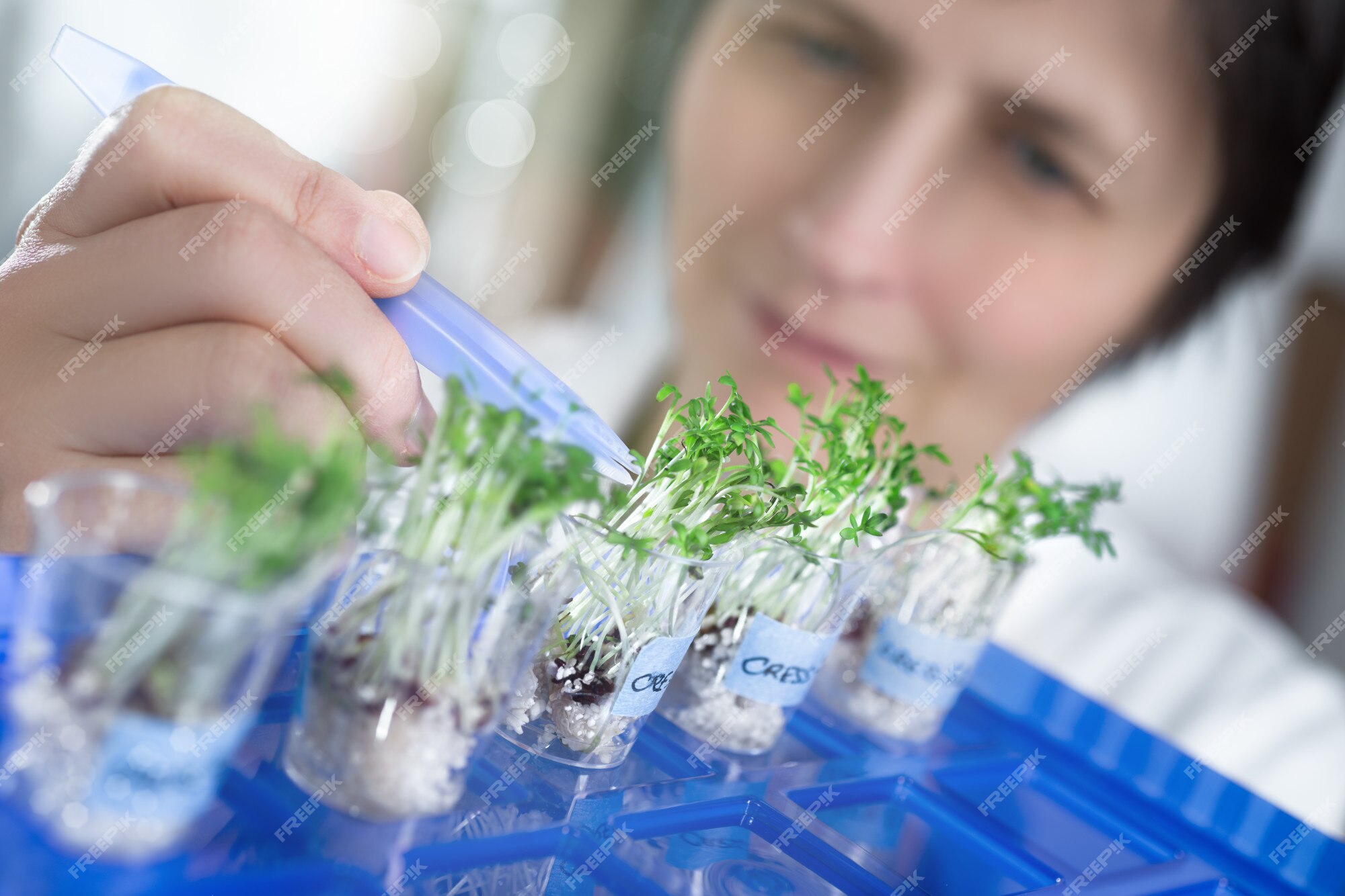 Using Cress in the Lab - Science & Plants for Schools