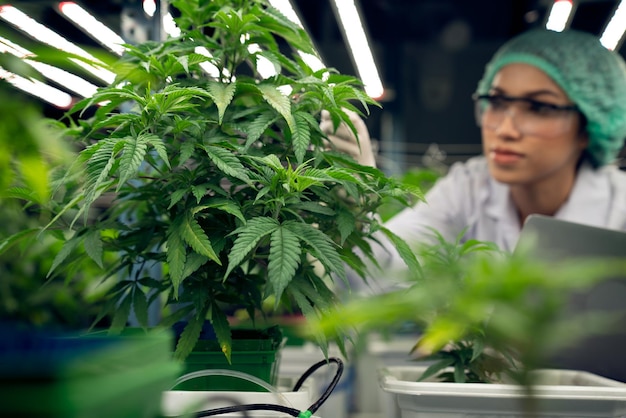 Photo female scientist wearing disposal cap working with her gratifying cannabis plant