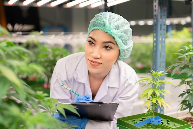 Female scientist with paper board checking and analysis cannabis hemp plants in cannabis indoor farm